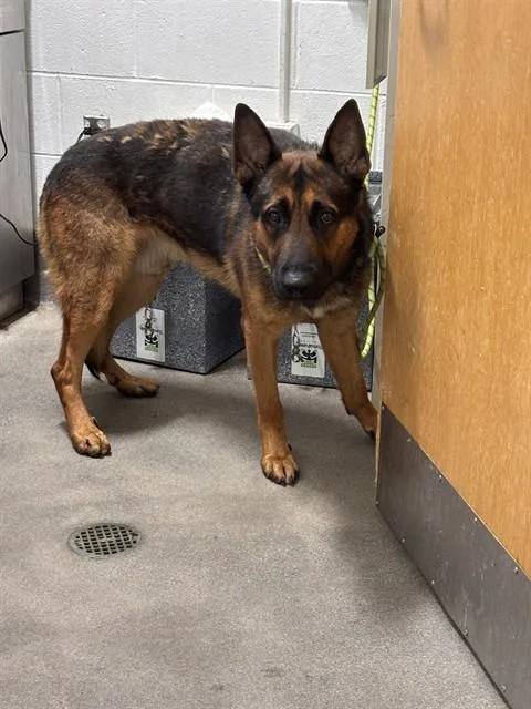 A young large-sized male German Shepherd Dog dog named Sebastian for adoption in Upper Marlboro, MD