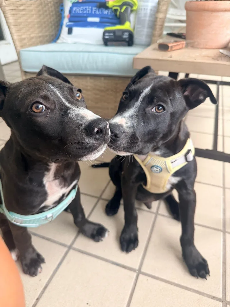 A young medium-sized male Staffordshire Bull Terrier dog named Blakely for adoption in Melbourne , FL