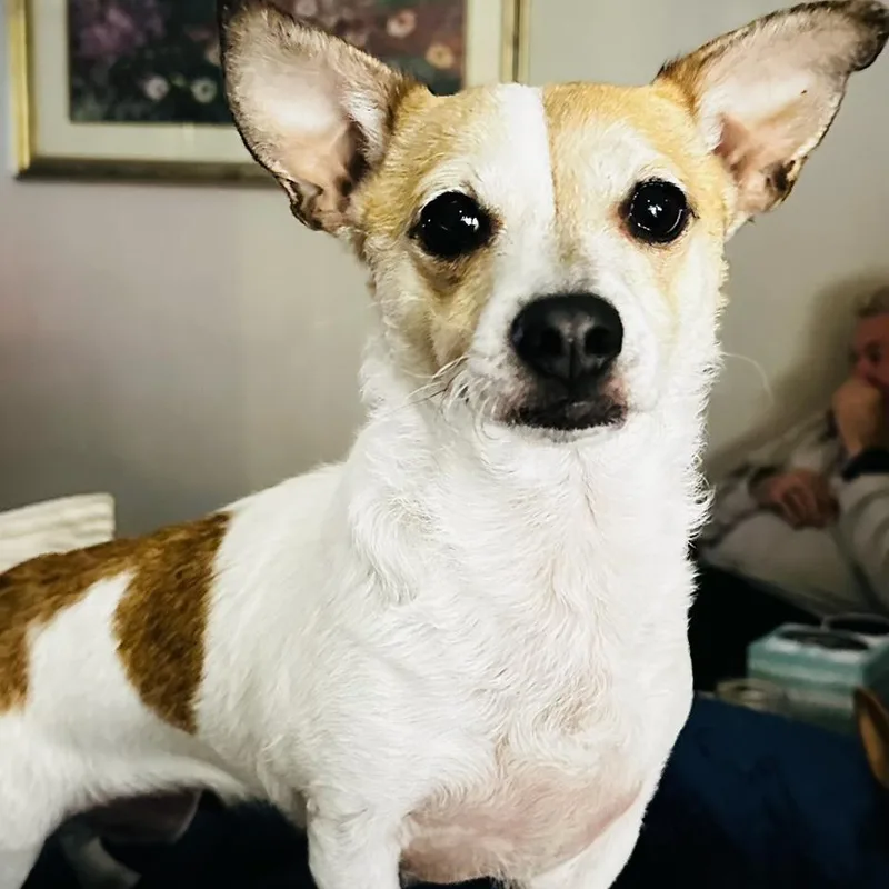 Buddysweet Shyer Guy!