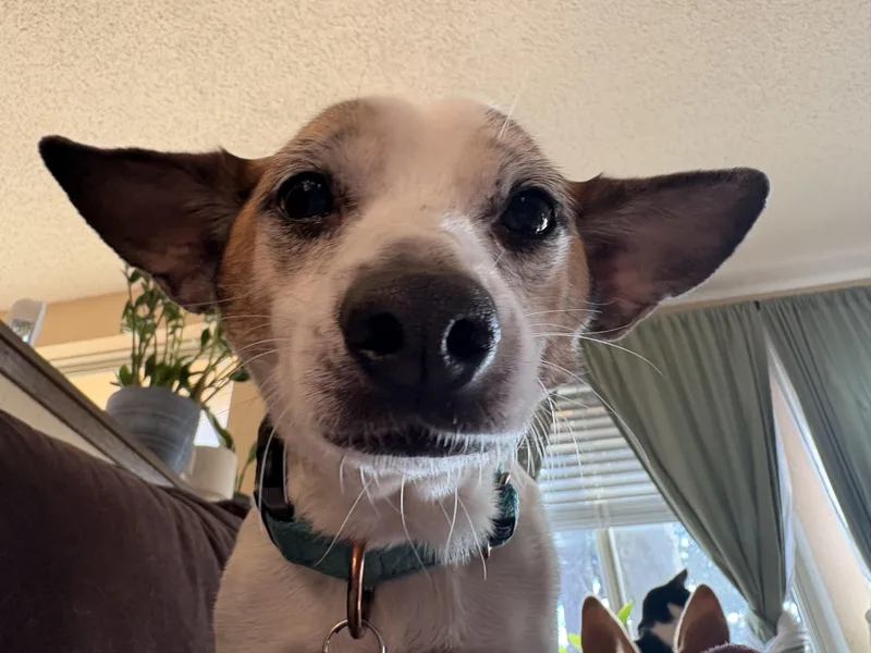 Buddysweet Shyer Guy! thumbnail 4