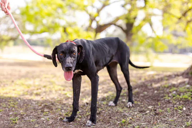 A young large-sized female Black Labrador Retriever dog named Francine for adoption in Sadler, TX