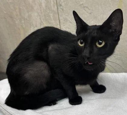 An adult small-sized female Domestic Short Hair cat named Connie for adoption in Honolulu, HI
