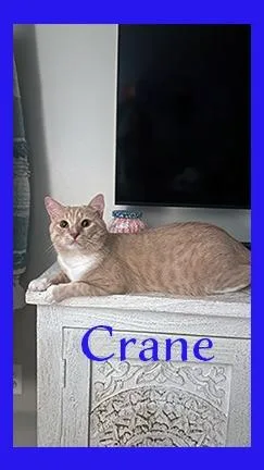 An adult medium-sized male Domestic Short Hair cat named Crane for adoption in Hoover , AL
