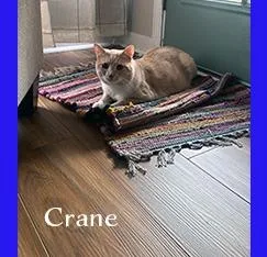 Crane thumbnail 4