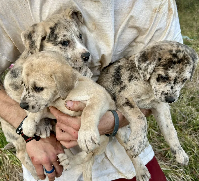 Freckles thumbnail 3