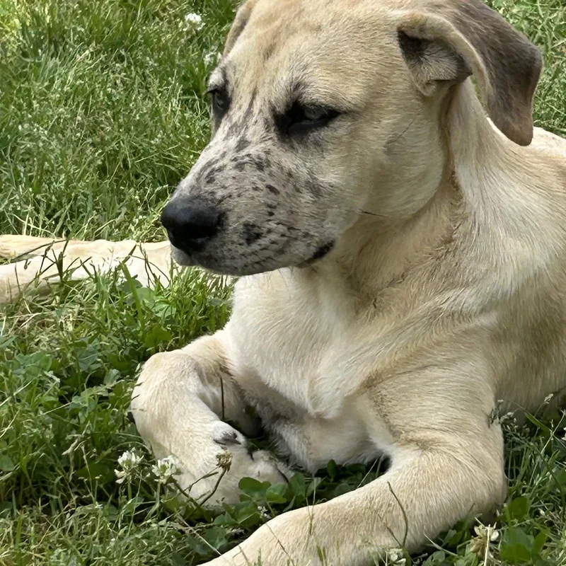 Freckles thumbnail 5