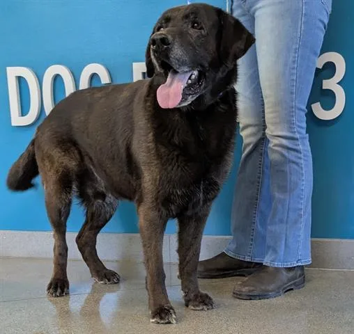 An adult large-sized male Labrador Retriever dog named Tyki for adoption in San Martin, CA