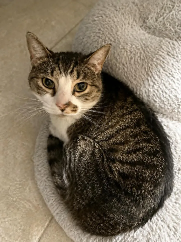 An adult medium-sized female Brown / Chocolate Domestic Short Hair cat named Isabella for adoption in Evansville, IN