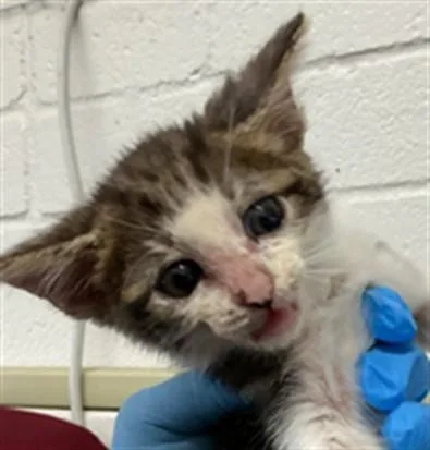A baby small-sized female Domestic Short Hair cat named Mabel for adoption in San Bernardino, CA