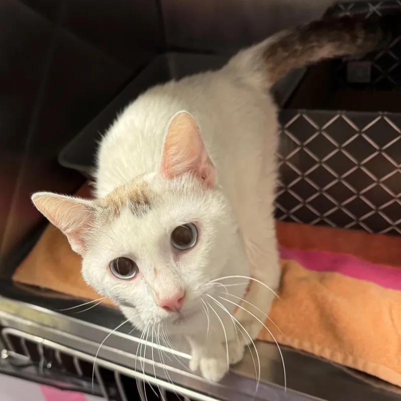 A young medium-sized male White Domestic Short Hair cat named Mateo for adoption in Edwardsville, IL