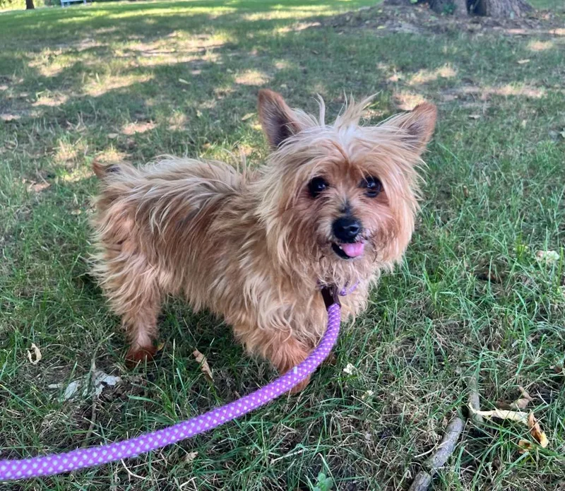 A senior small-sized male Yorkshire Terrier dog named Harry for adoption in Shorewood, IL