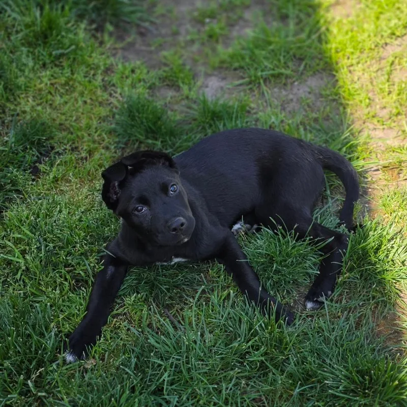 Josie Mae