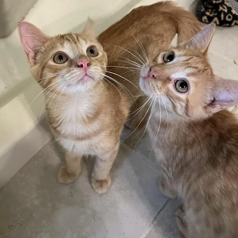 A baby small-sized male Orange / Red Domestic Short Hair cat named Chicken Tender for adoption in Abingdon, MD