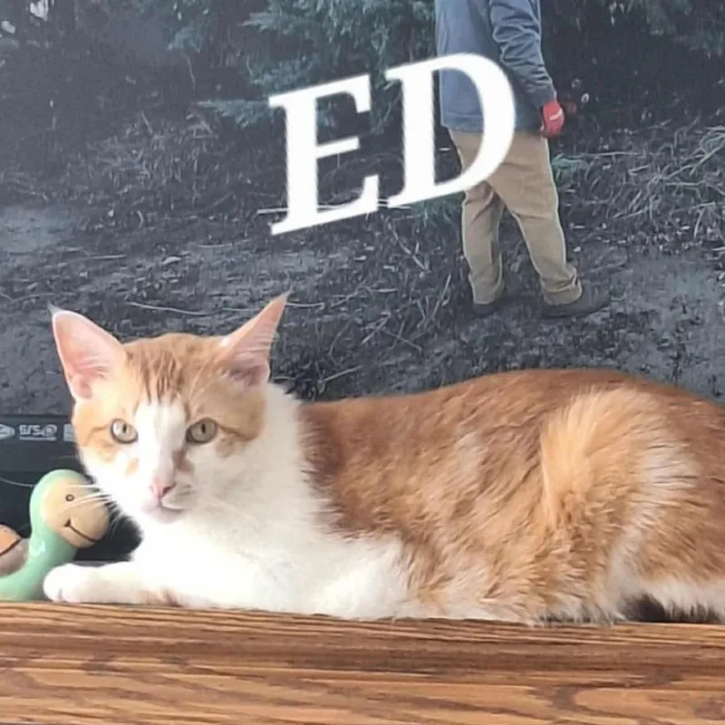 Ed