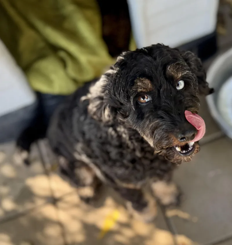 An adult medium-sized male Black Aussiedoodle dog named Elijah for adoption in Washington, MO