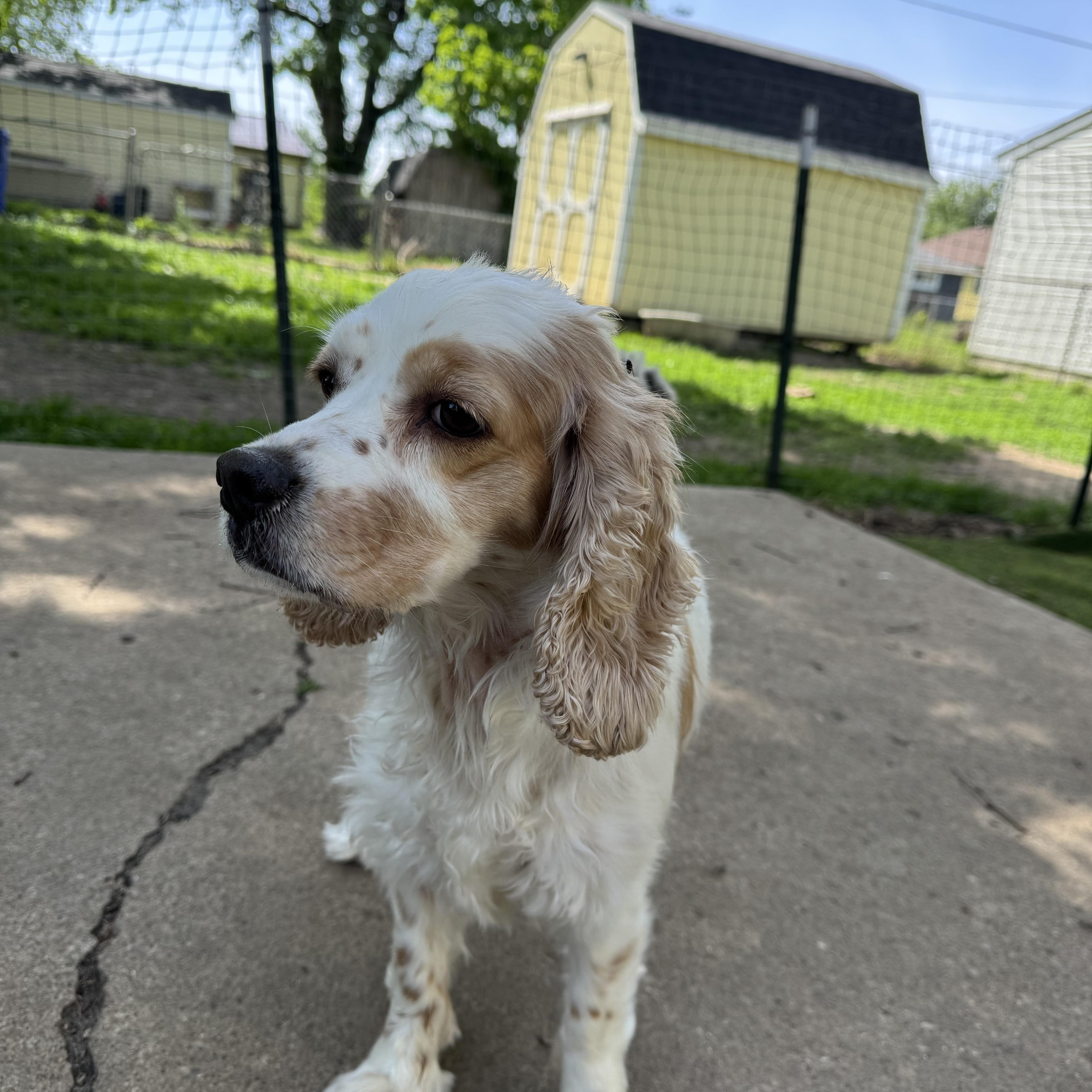 Daisy