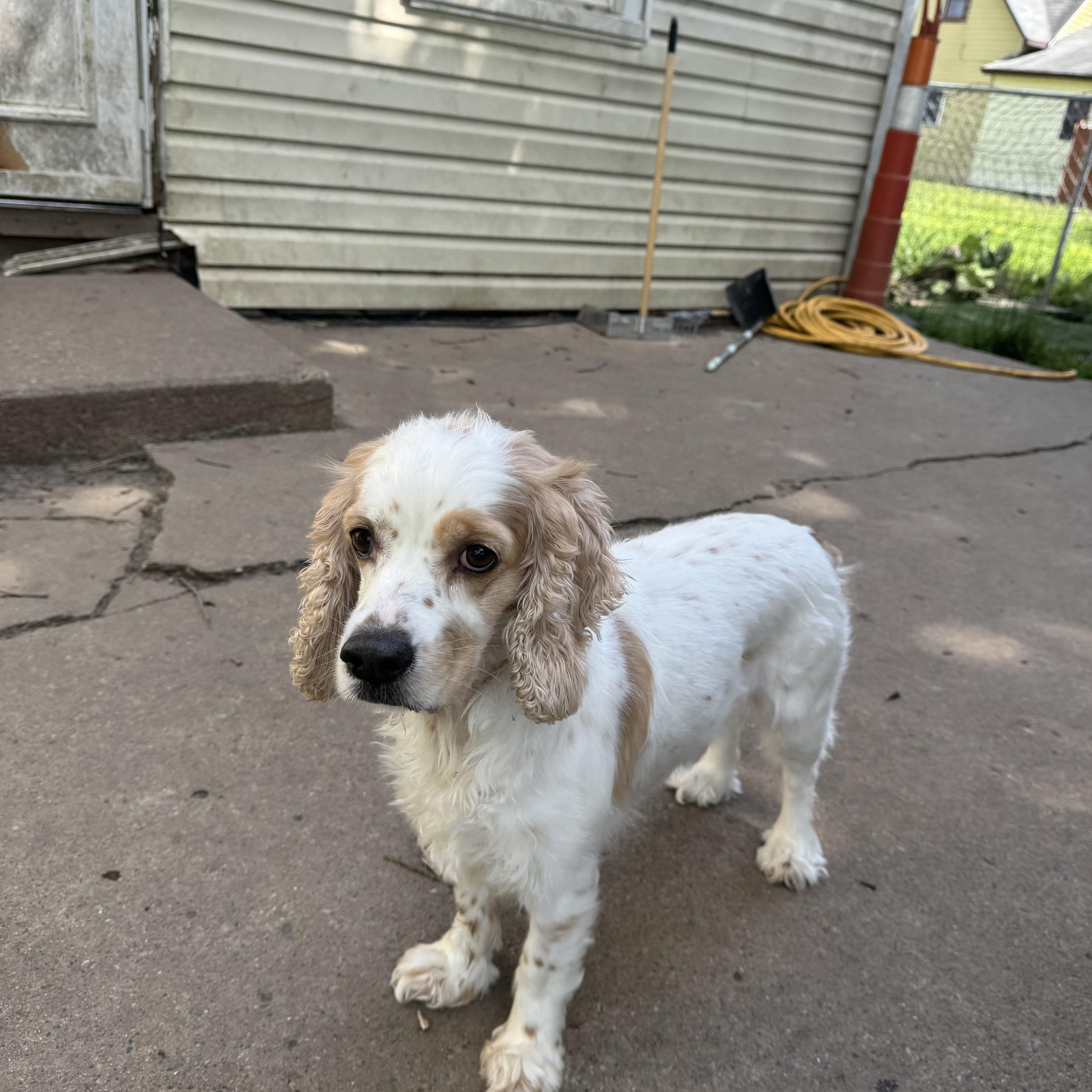 Daisy thumbnail 3