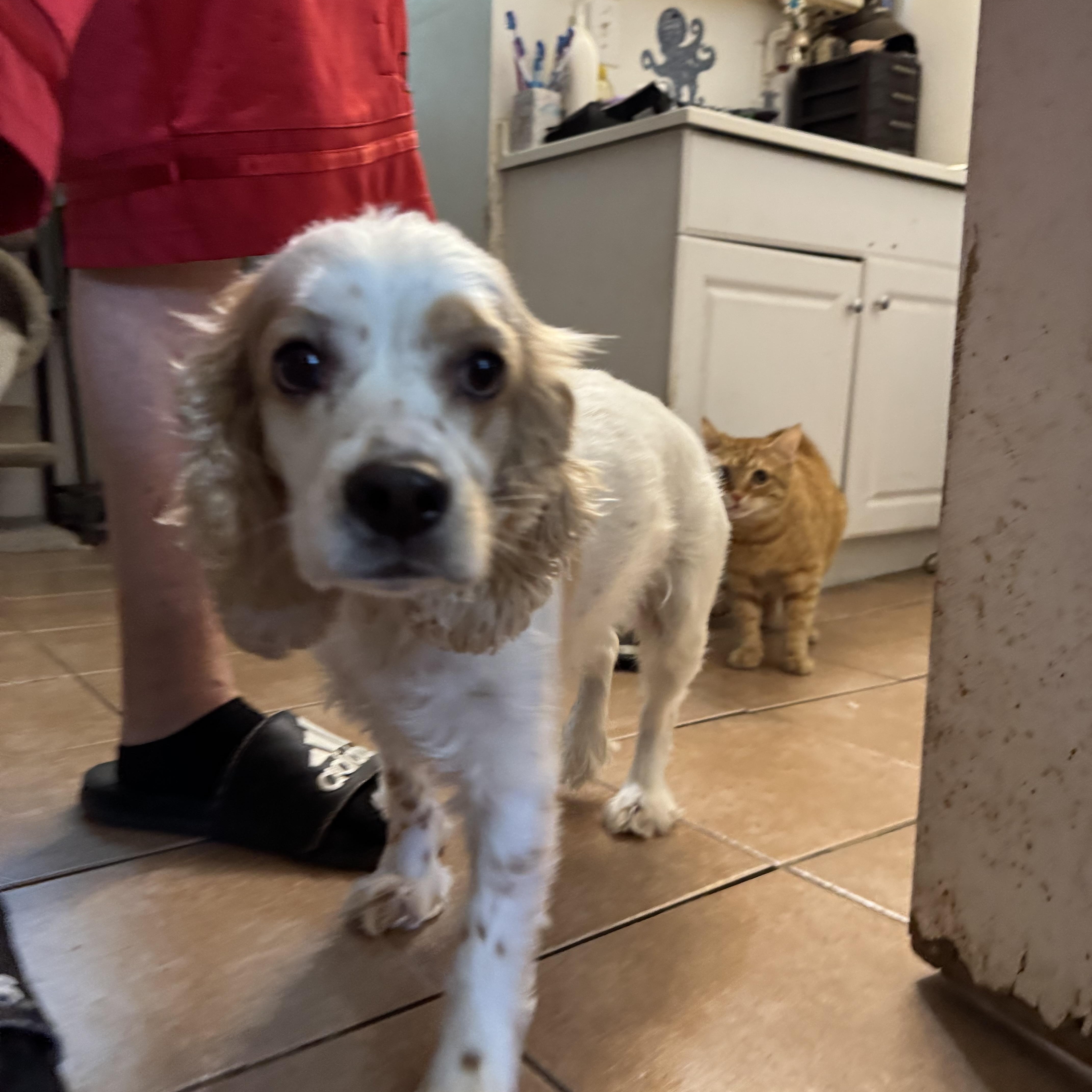 Daisy thumbnail 4
