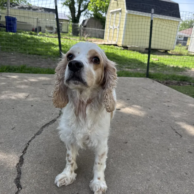 Daisy thumbnail 5