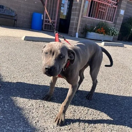 A baby large-sized male Pit Bull Terrier dog named Tater for adoption in Grass Valley, CA