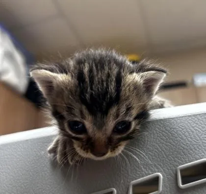 A young small-sized male Domestic Short Hair cat named Patrick for adoption in Phoenix, AZ