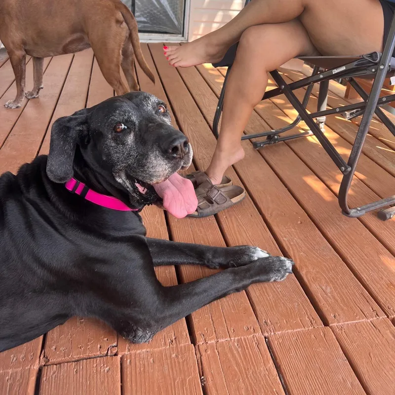 A senior large-sized female Black Great Dane dog named Shay for adoption in Bullard, TX