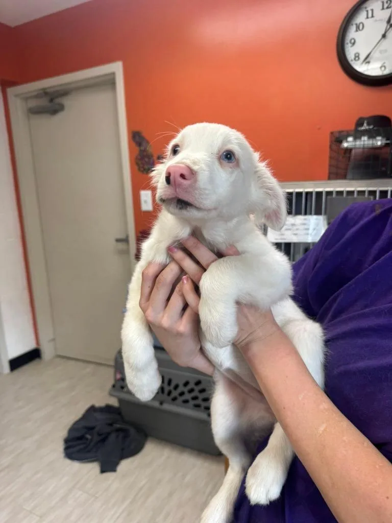 A baby medium-sized female Australian Shepherd dog named Moondancer for adoption in Marion, OH