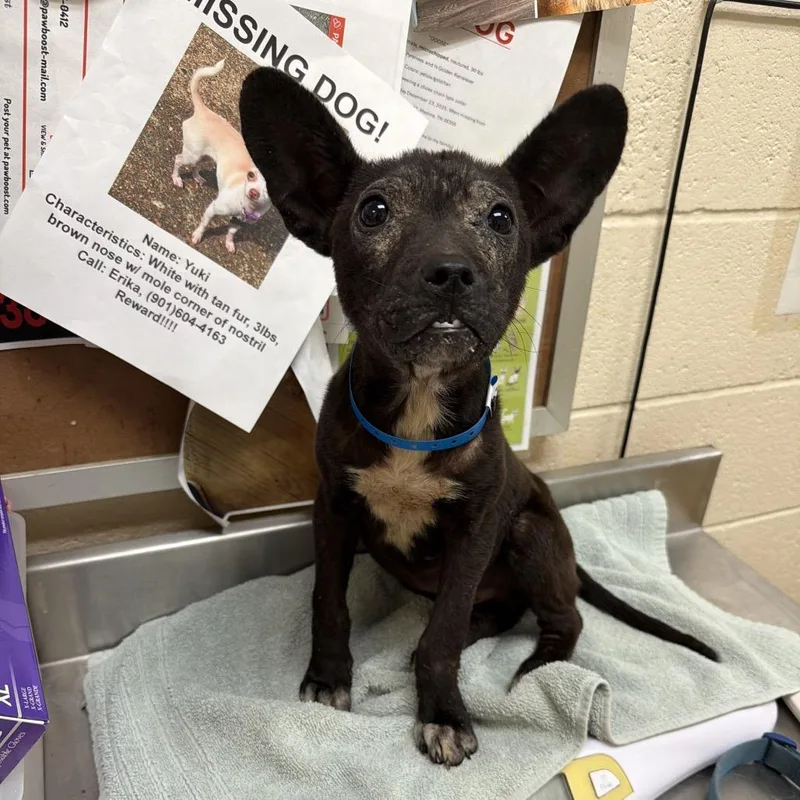 A baby small-sized male Black Mixed Breed dog named Magic for adoption in Memphis, TN