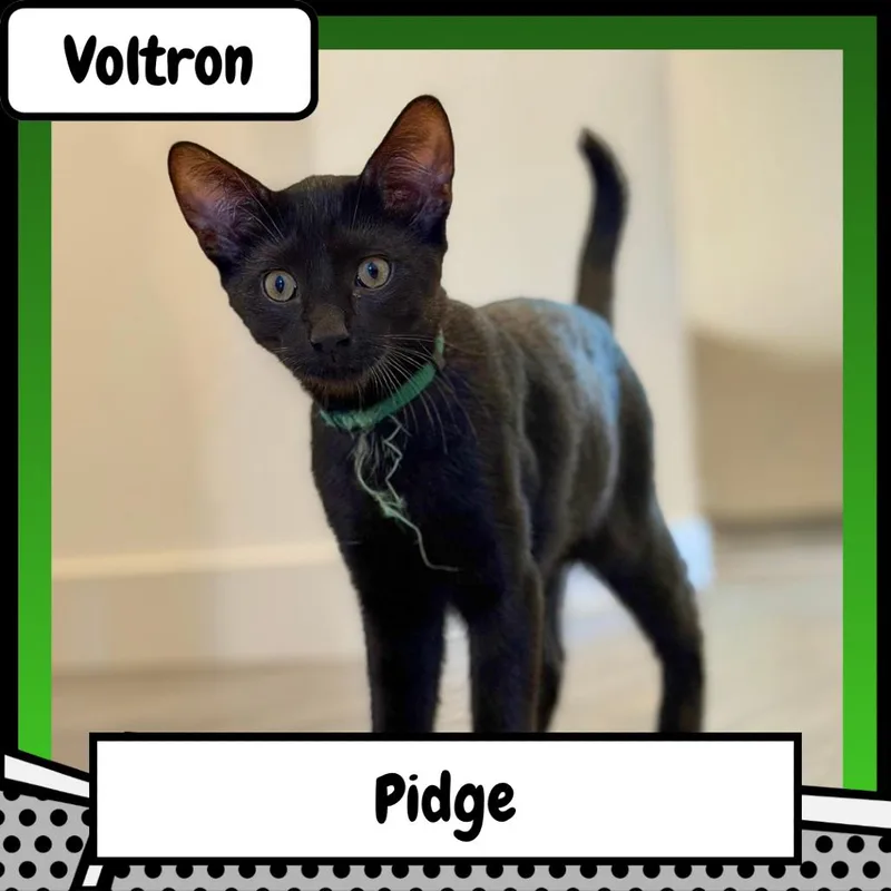Pidge thumbnail 3