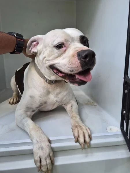 An adult medium-sized female Pit Bull Terrier dog named Nc Booberry for adoption in Lawrenceville, GA