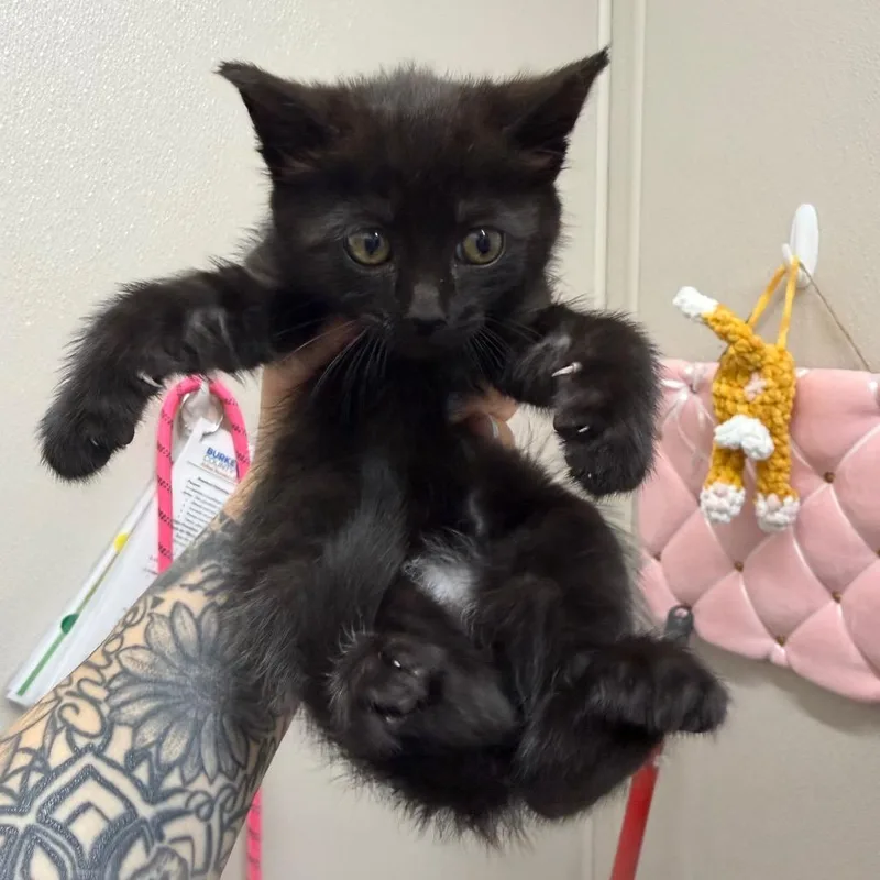 A baby small-sized female Black Domestic Short Hair cat named Chaos Bean for adoption in Morganton, NC