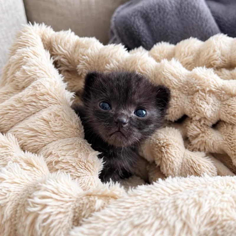 A baby small-sized female Black Domestic Short Hair cat named Ink Blot for adoption in Austin, TX