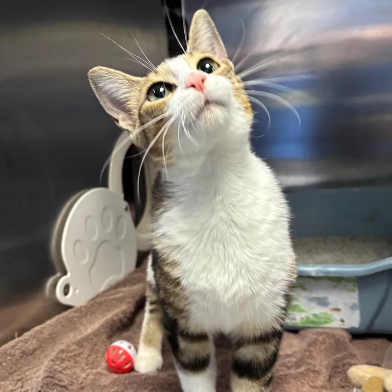 An adult medium-sized female Brown / Chocolate Domestic Short Hair cat named Tiger Lily for adoption in Grand Rapids, MI