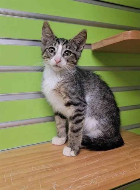 A baby small-sized male Domestic Short Hair cat named Bastian for adoption in Saint Peters, MO