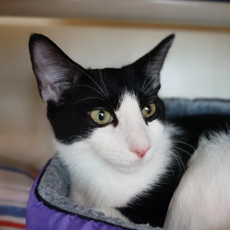 A young medium-sized female Black Domestic Short Hair cat named Luna for adoption in Fairport, NY