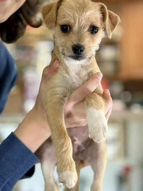 A baby small-sized male Terrier dog named Teddy for adoption in Mesa, AZ