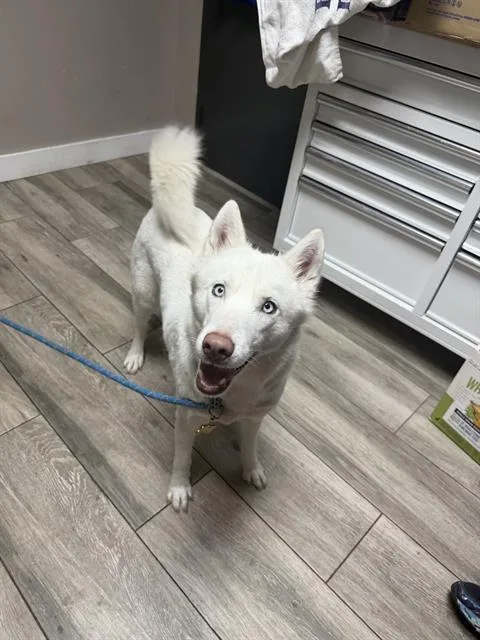 A young large-sized female Siberian Husky dog named Mariah for adoption in Redlands, CA