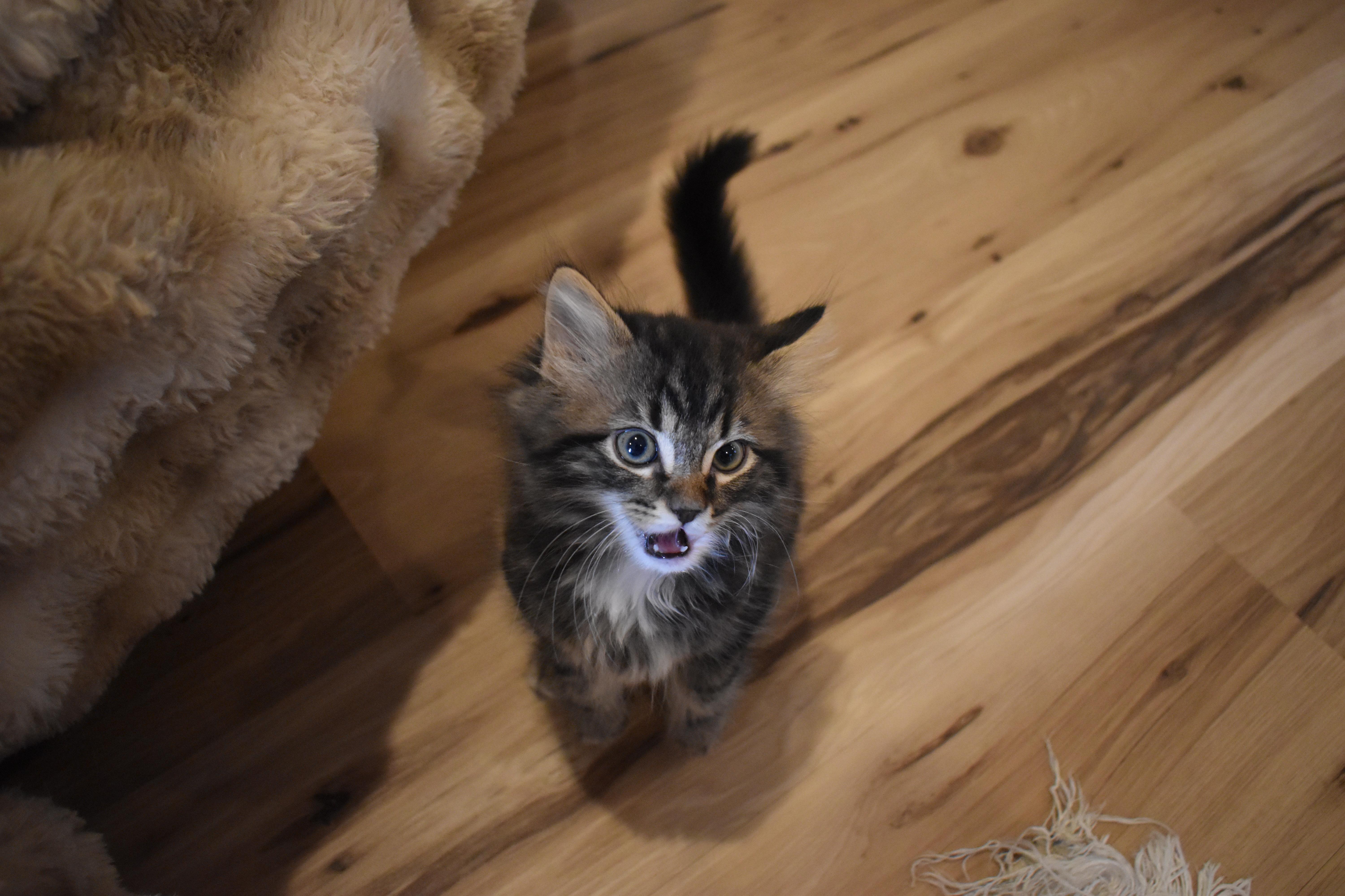 A baby small-sized male Tabby (Brown / Chocolate) Domestic Long Hair cat named Remy for adoption in Brockport, NY