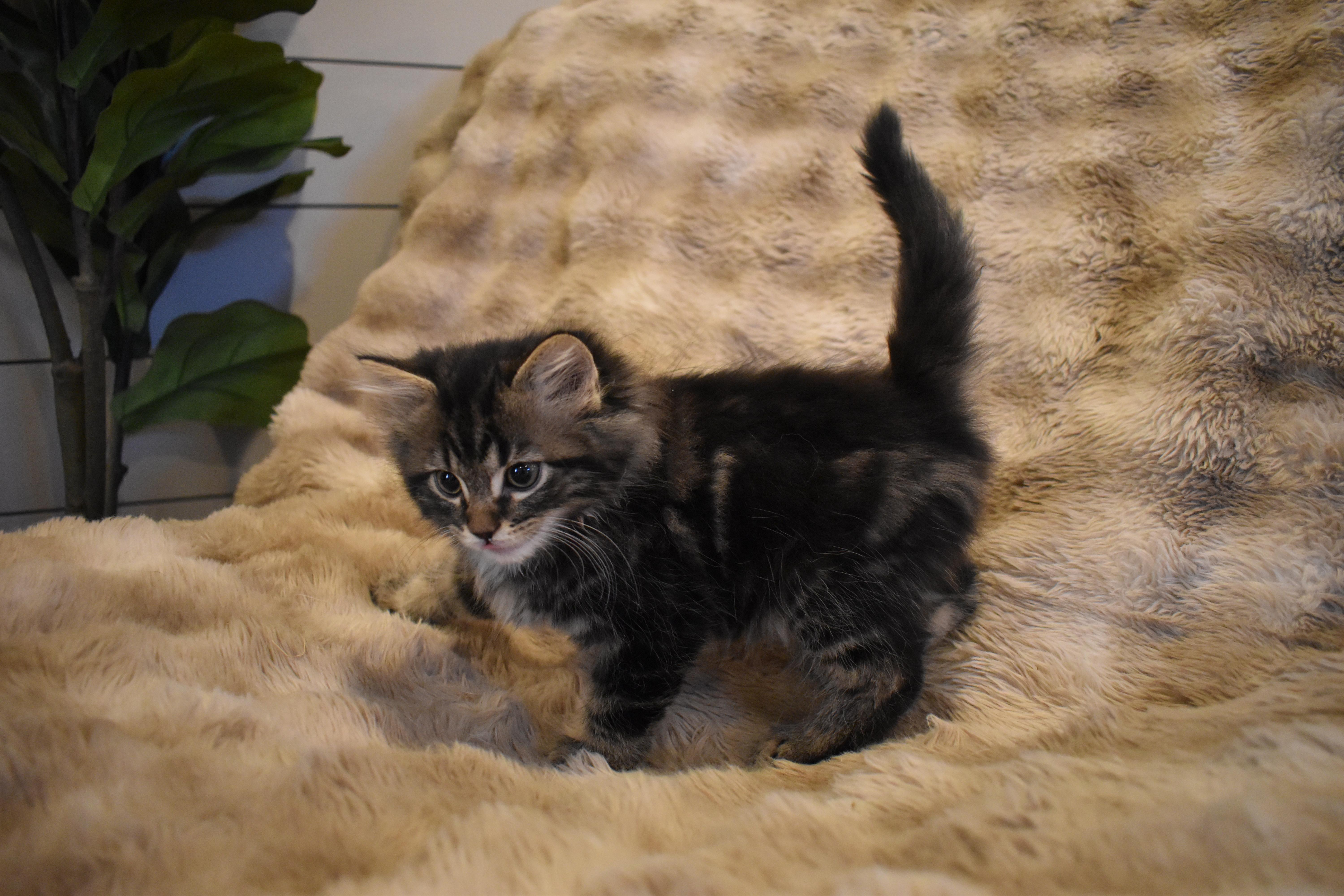 Remy thumbnail 3