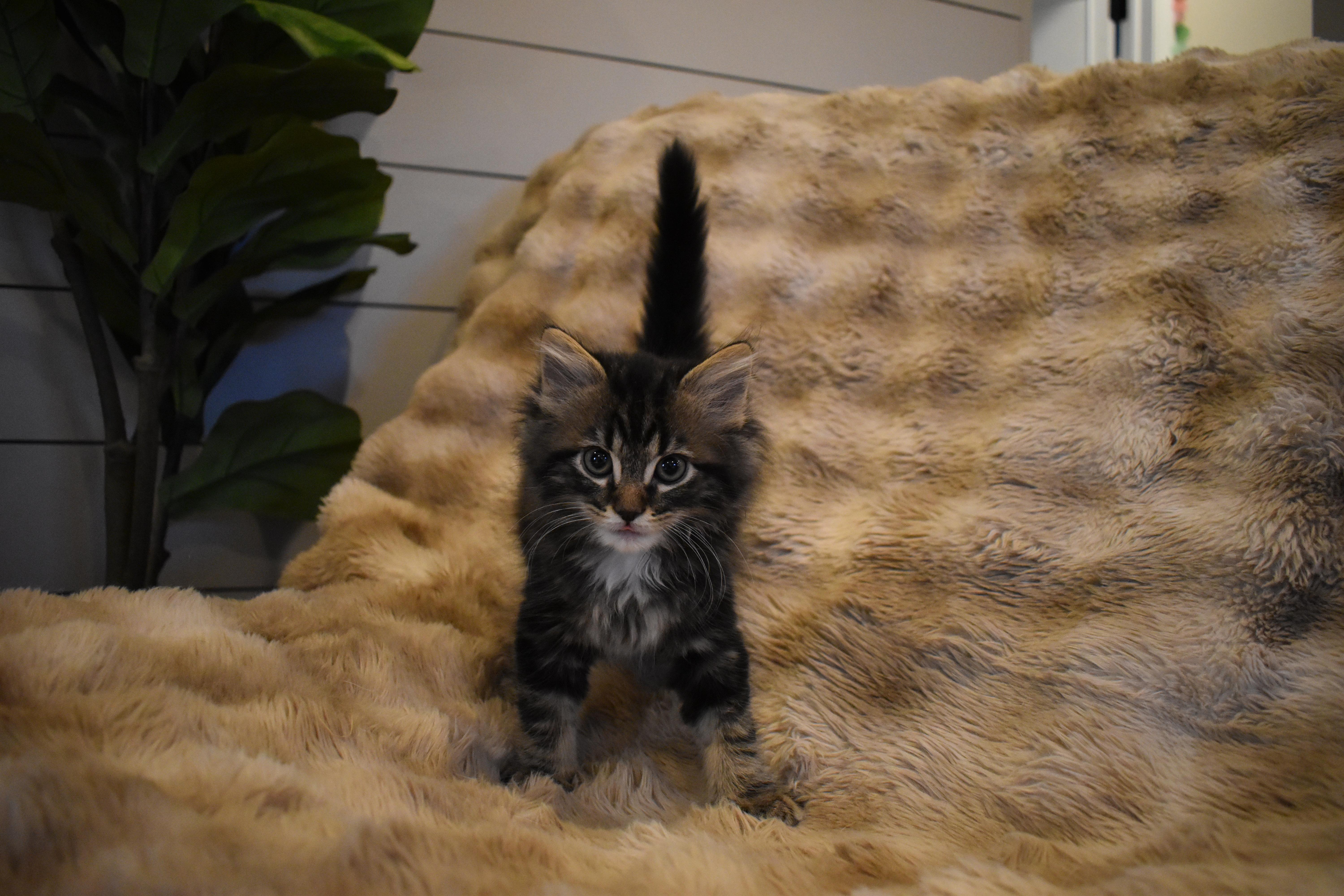 Remy thumbnail 4