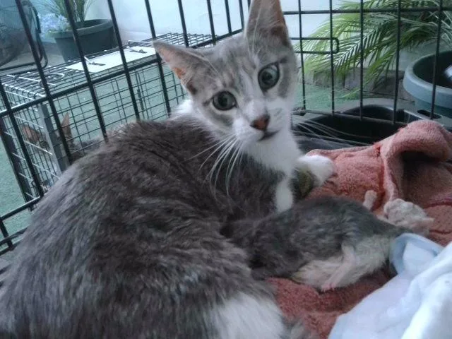 A young medium-sized female Domestic Short Hair cat named Chewie for adoption in Baldwin Park, CA