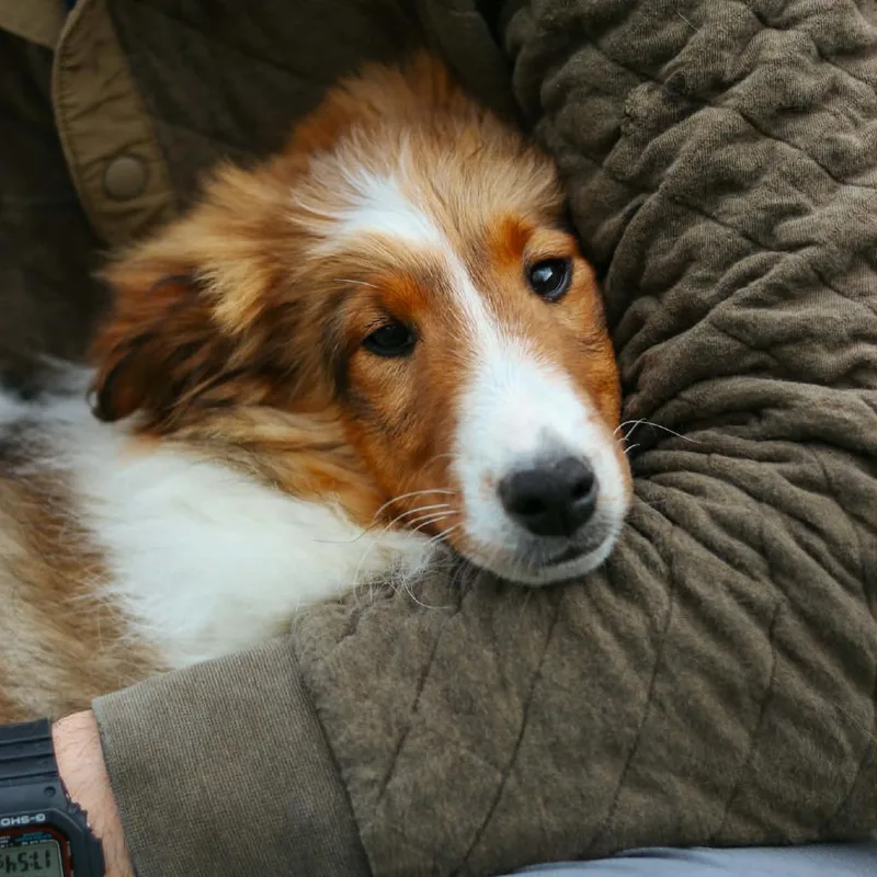 Butterscotch thumbnail 5