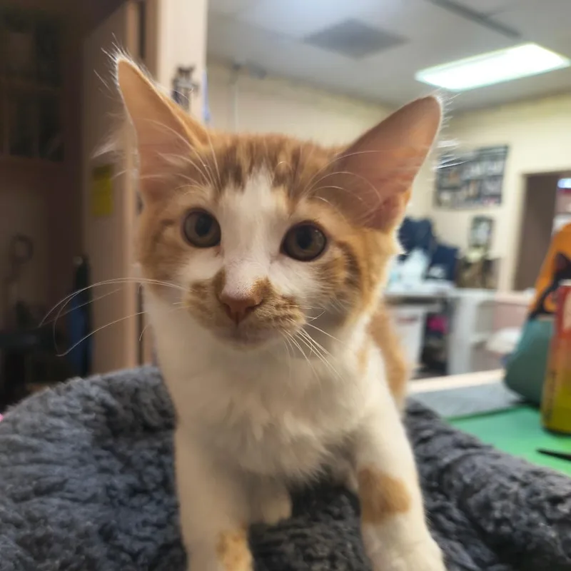 A baby small-sized male Domestic Medium Hair cat named Copper for adoption in Las Vegas, NV