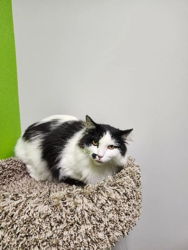 An adult medium-sized female Black & White / Tuxedo Domestic Long Hair cat named Harley for adoption in Jackson, TN