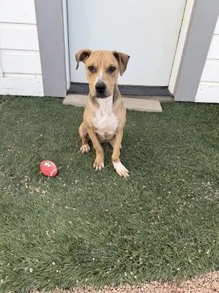 A young large-sized female Mixed Breed dog named Teddy Bear for adoption in Divide, CO