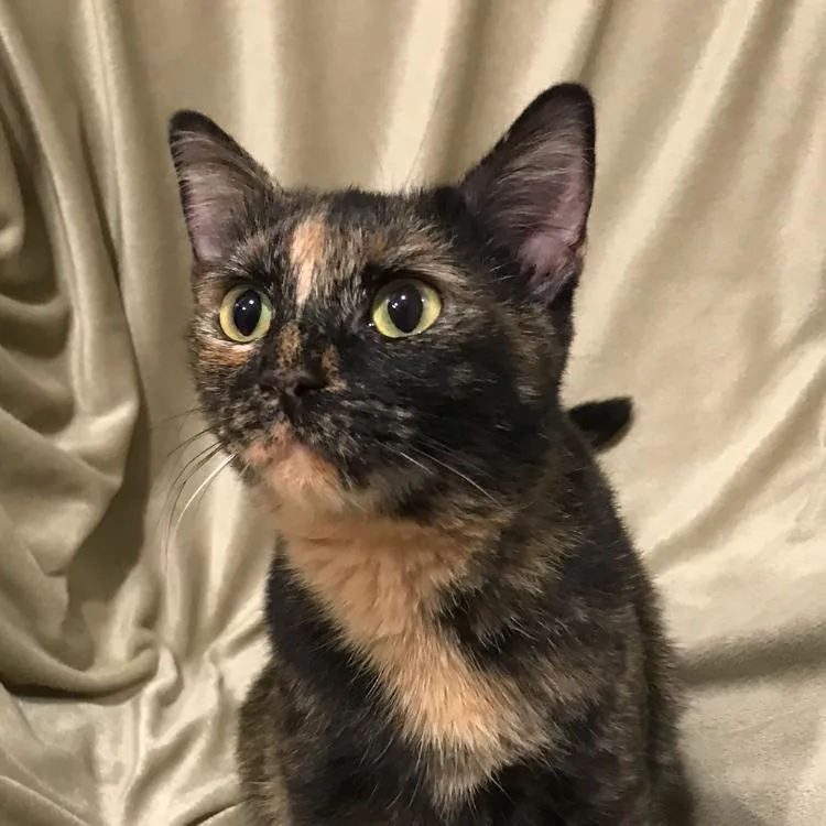 An adult medium-sized female Tortoiseshell Domestic Short Hair cat named Maple for adoption in Smithville, TN