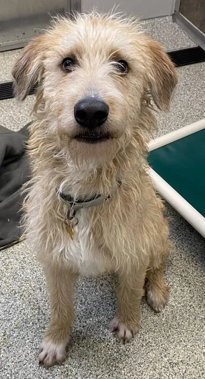 Max De Fluff thumbnail 5