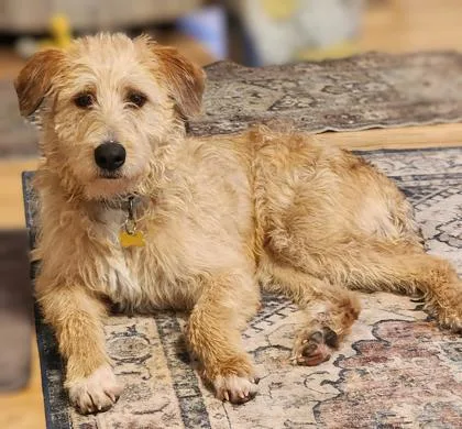 Max De Fluff thumbnail 6