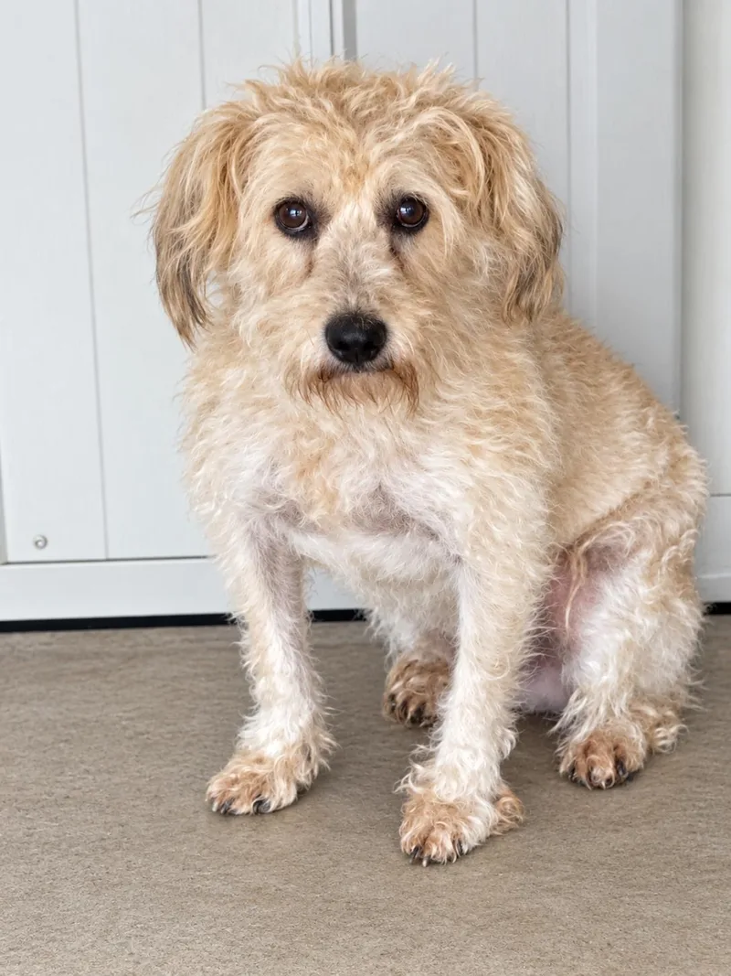 An adult small-sized male Miniature Schnauzer dog named Gus for adoption in Lacon, IL