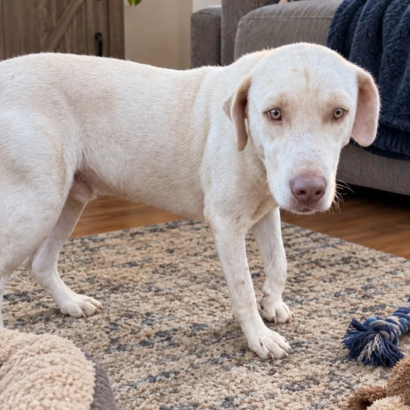 A baby medium-sized male Labrador Retriever dog named Stan Lee for adoption in Pittsburg, KS